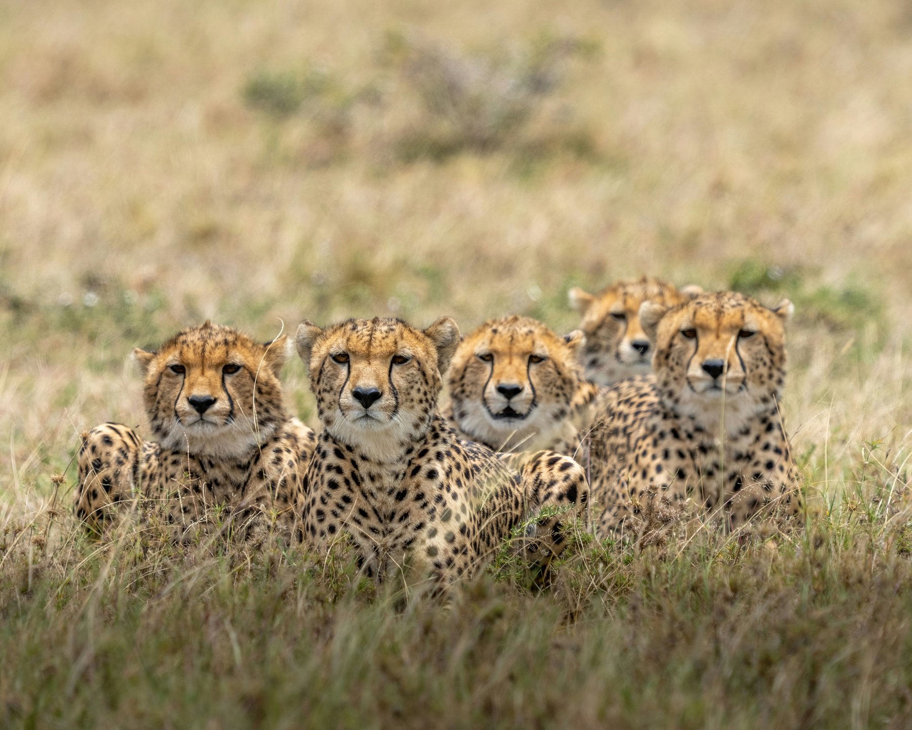 Safari in Kenya