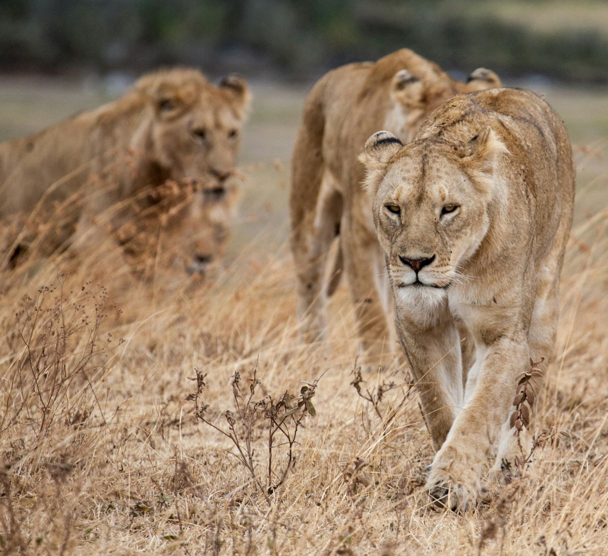 Safari in Kenya
