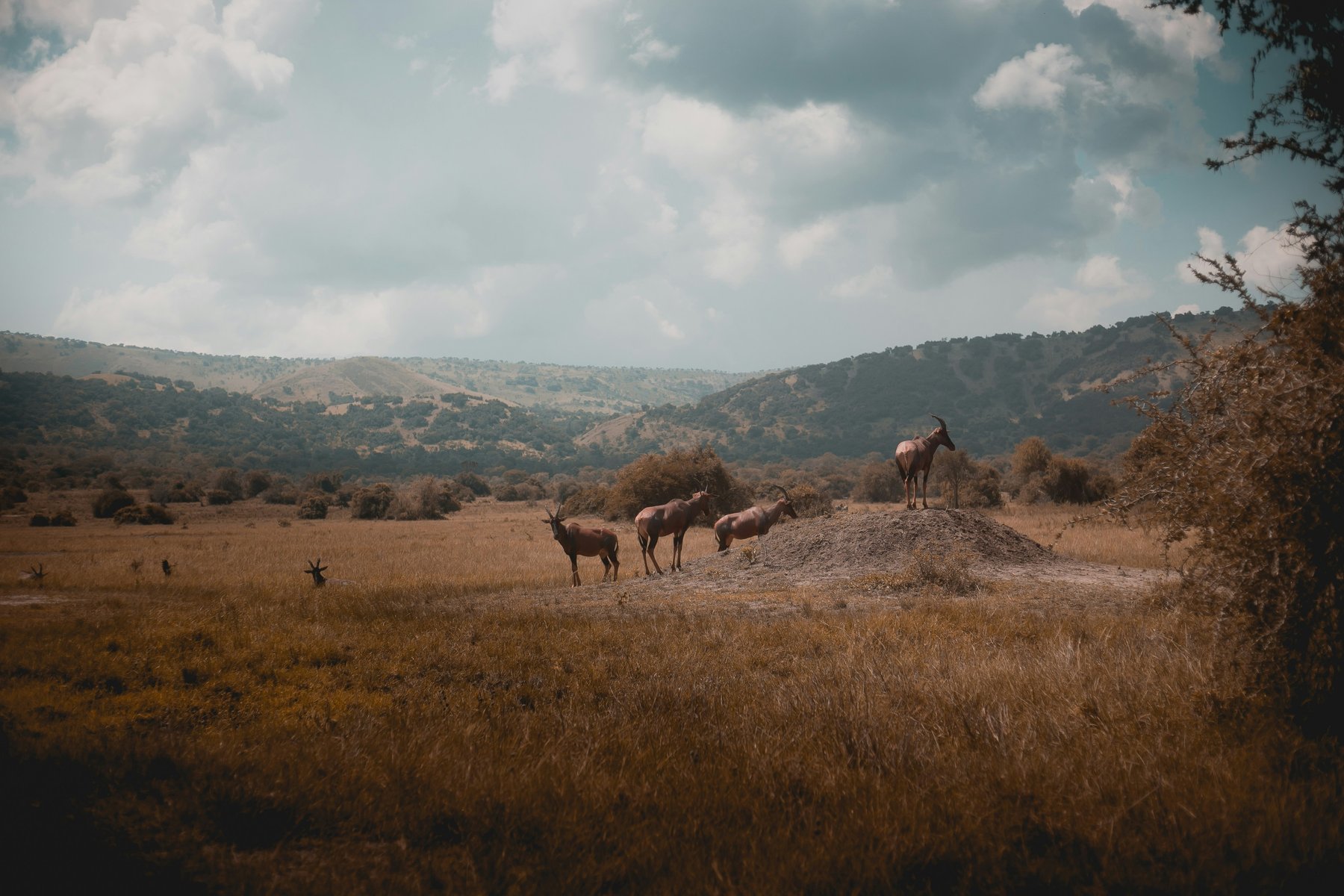 Safari in Rwanda