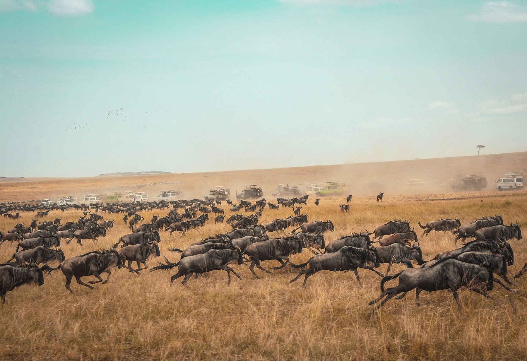 Safari in Tanzania