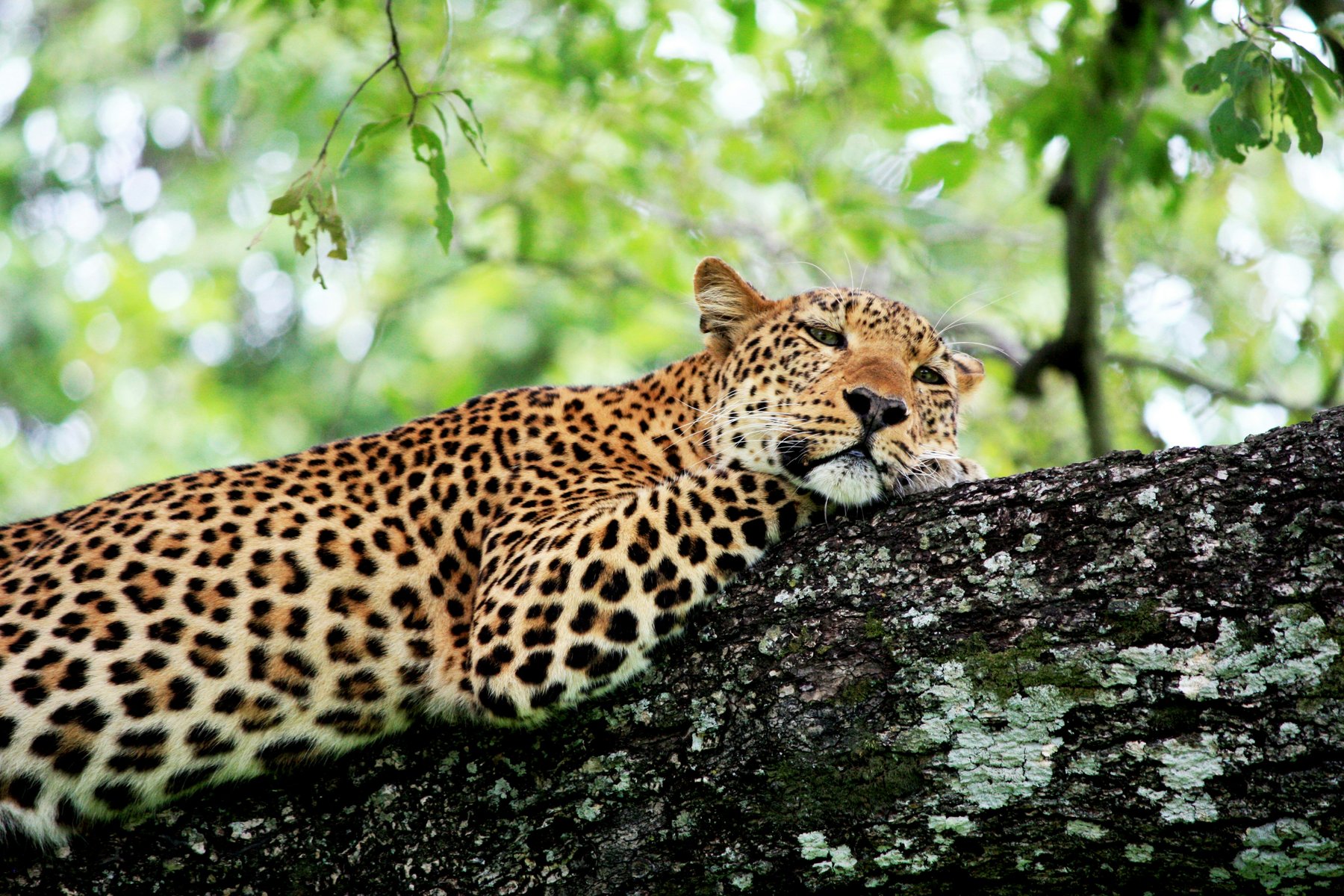 Safari in Zambia